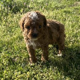 Red riding hood - Red male Cavapoo puppy in Quitman, Texas from Wright Doodles