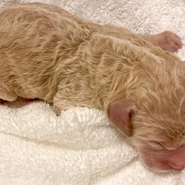 Boy 1 - Goldendoodle puppy in Beggs, Oklahoma from Meyers Doodles