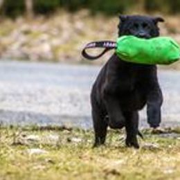 German Shepherd Puppies from vom Grenze Stadt German Shepherd Dogs