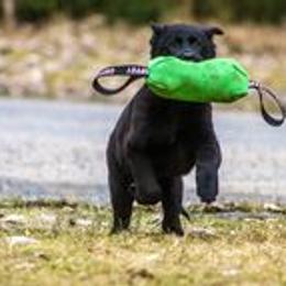 German Shepherd Puppies from vom Grenze Stadt German Shepherd Dogs