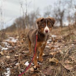 Pooh Bear - Red tri male Toy Australian Shepherd puppy in Quincy, Michigan from Ivy Meadows and Friends