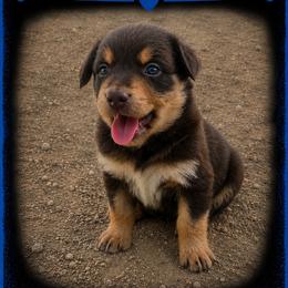 Toby- Red Tri - Red tri-color male Australian Shepherd puppy in Hugo, Colorado from Frying Pan Ranch Australian Shepherds