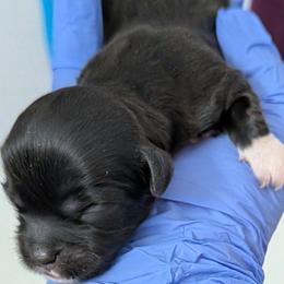 Shihpoo and Shih Tzu Puppies from Pattersons Luv K-9s