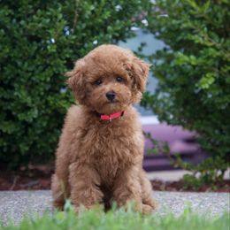 Gemma - Red  female Poodle puppy in Belleville, New Jersey from TK Poodles