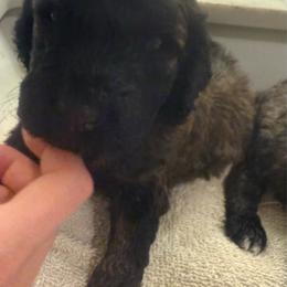 Bane - Cafe au lait male Poodle puppy in Redding, California from Canyon Creek Kennels