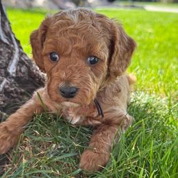 Darth Vader - Black - Red male Cavapoo puppy in South Jordan, Utah from Simply Sweet Paws. LLC