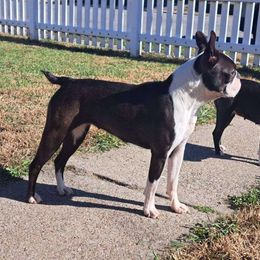 Binx - Boston Terrier