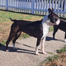 Binx - Boston Terrier