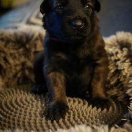 Danaerys - Fawn female Belgian Malinois puppy in Baltimore, Maryland from Abenteurer German Shepherds & Belgian Malinois