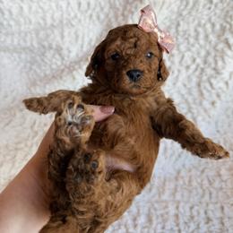 Daisy - Red female Cavapoo puppy in Grants Pass, Oregon from Climate City Cavapoos