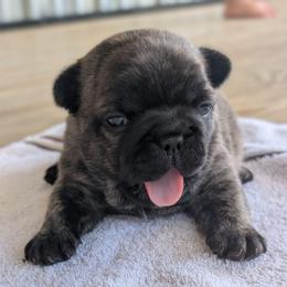 Beau (Brindle Boy) - Brindle male French Bulldog puppy in Baltimore, Maryland from Country Acres Farm