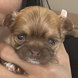Pumpkin - Gold and white female Chihuahua puppy in Millville, New Jersey from M’s Chihuahuas