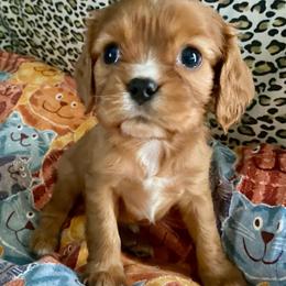 AKC Ruby boy - Ruby male Cavalier King Charles Spaniel puppy in Fort White, Florida from Animal Encore’s Cavalier King Charles Spaniels