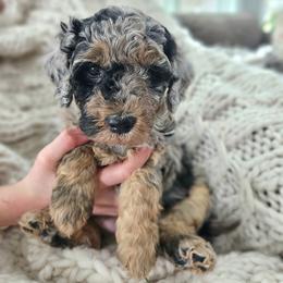 Tigris - Blue merle female Bernedoodle puppy in Marshall, Michigan from Whispering Aspen Homestead