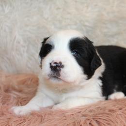 Border Collie Puppies from Team Reeves Ranch
