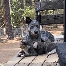 Australian Cattle Dog Puppies from Adcock Ranch Cattle Dogs