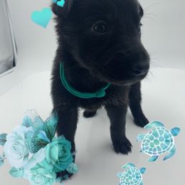 German Shepherd Puppies from Devon Rugerio's German Shepherds