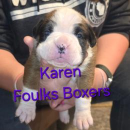 Karen - Fawn female Boxer puppy in Mount Zion, Illinois from Foulk's Boxer Puppies