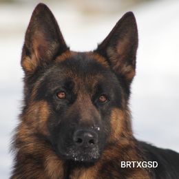 Azar - German Shepherd