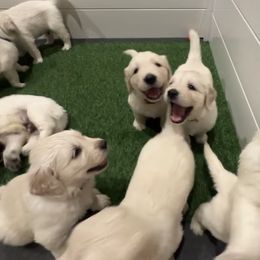 Golden Retriever Puppies from Abbie Stecker