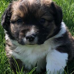 American Corgis, Companion Crosses, Miniature Australian Shepherds, and Pembroke Welsh Corgis from FreckledCowgirlCorgis