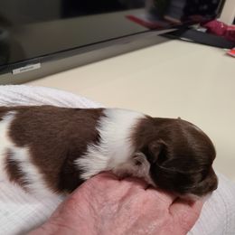 Pomeranian Puppies from Merri's Pom's