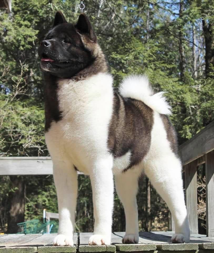 Paradise Akitas in Idaho | Akita puppies | Good Dog