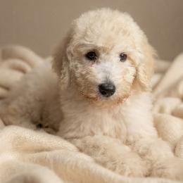 Molly - Cream female Poodle puppy in Southfield, Michigan from Standard Hearts