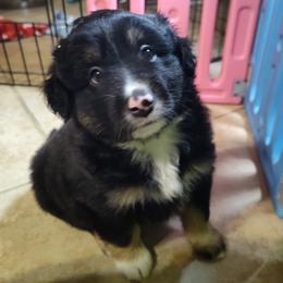 Bodi - Black tri male Miniature Australian Shepherd puppy in Charlotte, North Carolina from Dave's Mini Aussies