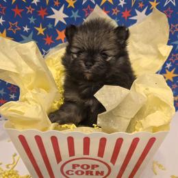 Coal - Wolf sable male Pomeranian puppy in Sanford, Florida from Serena's Poms