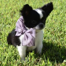 London - Black and white female Chihuahua puppy in Gloucester, Virginia from Charlotte's Web of Chihuahuas
