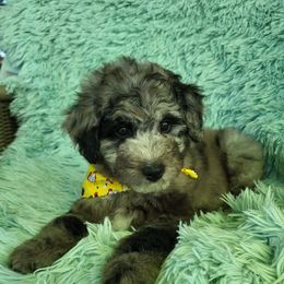 Purple Collar - Merle female Goldendoodle puppy in Fairmont, West Virginia from Mountainside Doodles, LLC