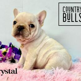 Crystal(2800 AKC limited pet) - Cream female French Bulldog puppy in Pleasant Hope, Missouri from Ooh La La Doxies