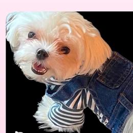 Bam bam - Maltese