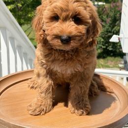 Colorado - Apricot male Australian Labradoodle puppy in Washington, North Carolina from Pamlico Labradoodles