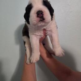 Griffon - Mahogany and white male Saint Bernard puppy in Brandon, South Dakota from Split Rock Saints