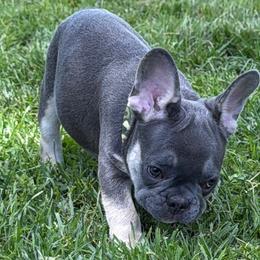 Georgie - Tricolors male French Bulldog puppy in Lakeside, California from French Houzz