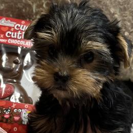 Yorkshire Terrier puppies from Mile High Yorkshire Terriers