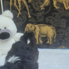 Shichon Puppies from Reynolds family