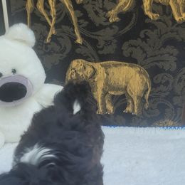 Shichon Puppies from Reynolds family