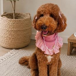 Lola - Goldendoodle