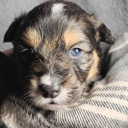 Black collar - Black and tan male Pembroke Welsh Corgi puppy in Yelm, Washington from Tolbolton Creek Corgis