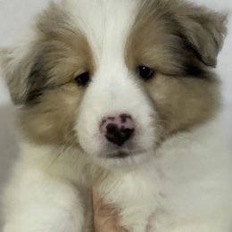 Girl 2 - Sable merle and white female Shetland Sheepdog puppy in Temperance, Michigan from NorthAcre Shelties