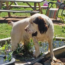 Hunter - English Springer Spaniel
