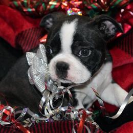 Boston Terrier Puppies from I Love Pups