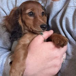 Brew - Dachshund
