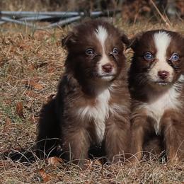 Jupiter - Red tri-color male Australian Shepherd puppy in Four Oaks, North Carolina from RoseWest Farms