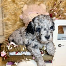 Beau - Merle male Goldendoodle puppy in North Branch, Michigan from Graceful Miniature Goldendoodles
