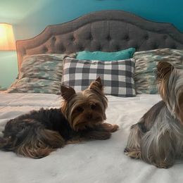 Yorkshire Terriers from Rhonda's Yorkshire Terriers