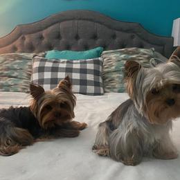 Yorkshire Terriers from Rhonda's Yorkshire Terriers